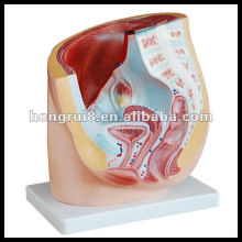 ISO Pelvis Anatomy model, Female Pelvis Section model